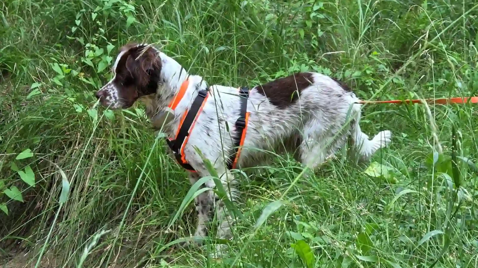 Hund in Freising - DogRounder Hundetraining