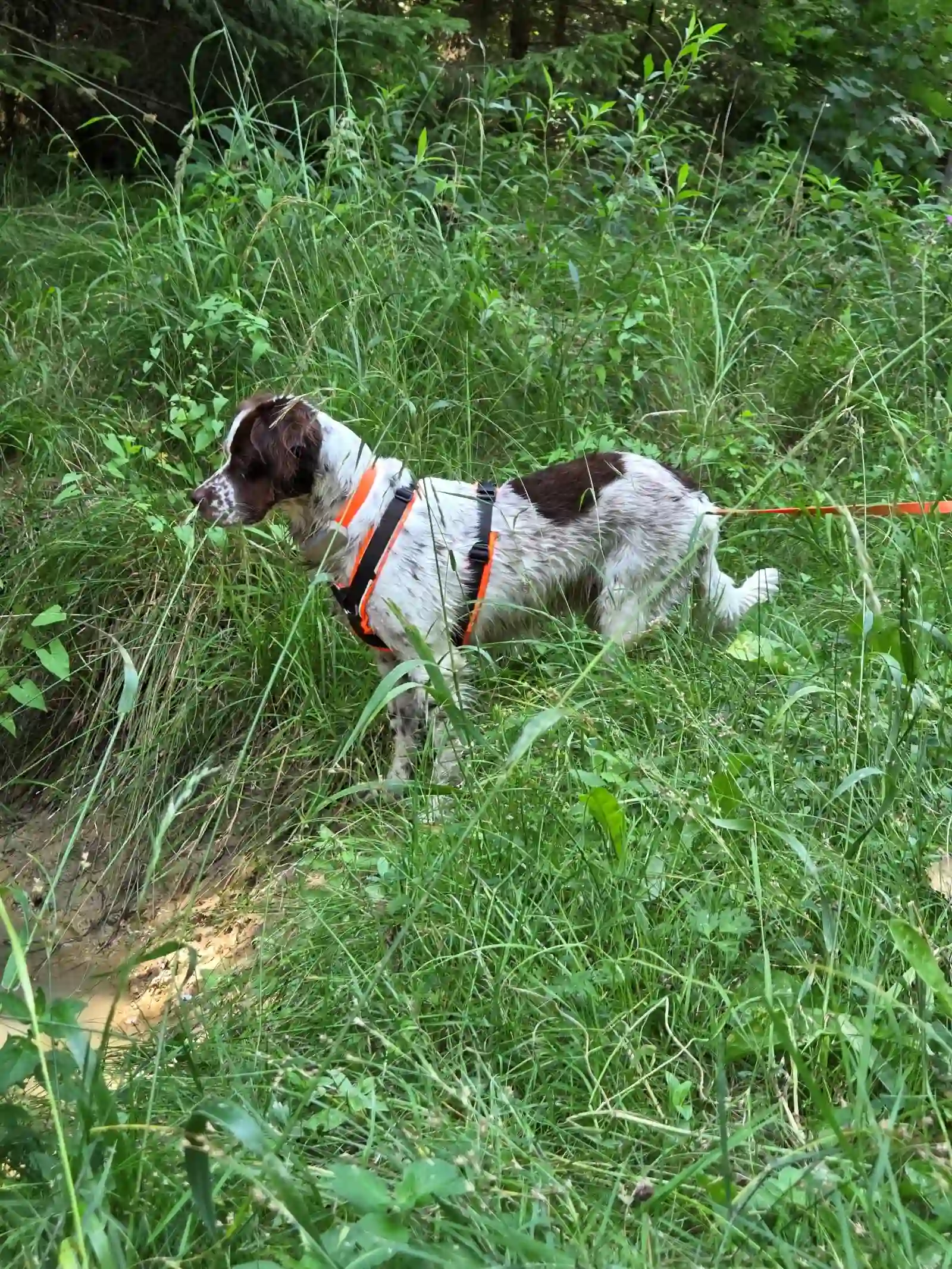 Hundeverhalten verstehen: Warum handelt mein Hund so?