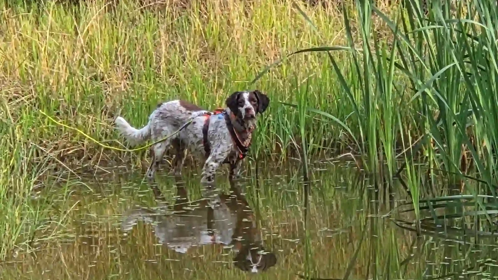 Hund in Freising - DogRounder Hundetraining