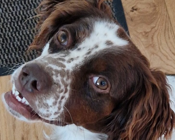Hund in Freising - Hundetraining DogRounder