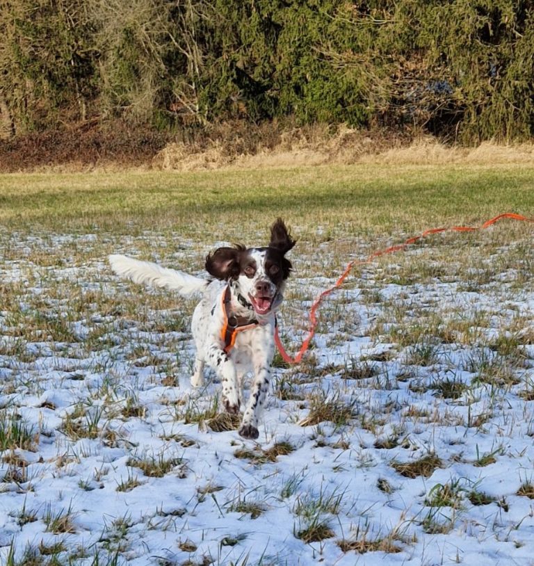 Hund in Freising - Hundetraining DogRounder