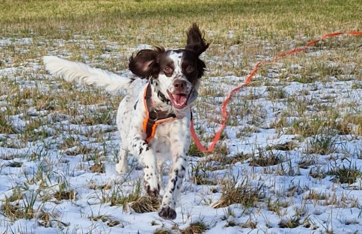 Jagdhundetraining in Freising - Ein Hund läuft auf einer Wiese