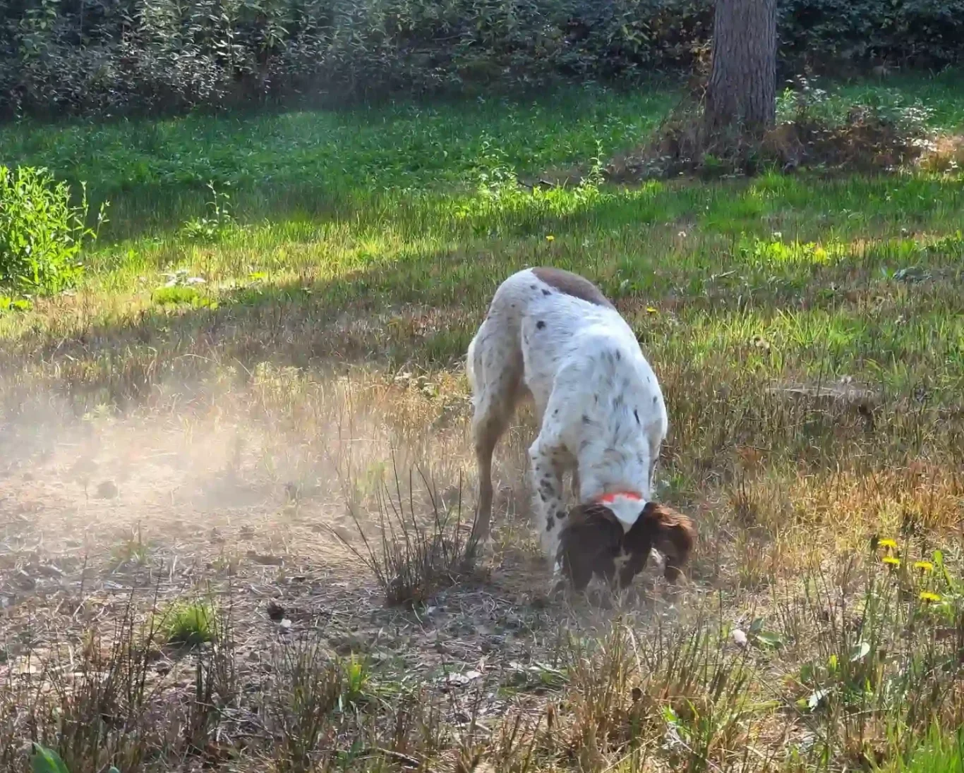 Hund in Freising - DogRounder Hundetraining