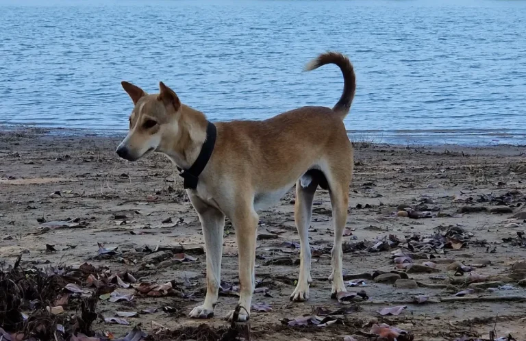 Tierschuzthundetraining in Freising - Ein Hund steht auf einem Strand