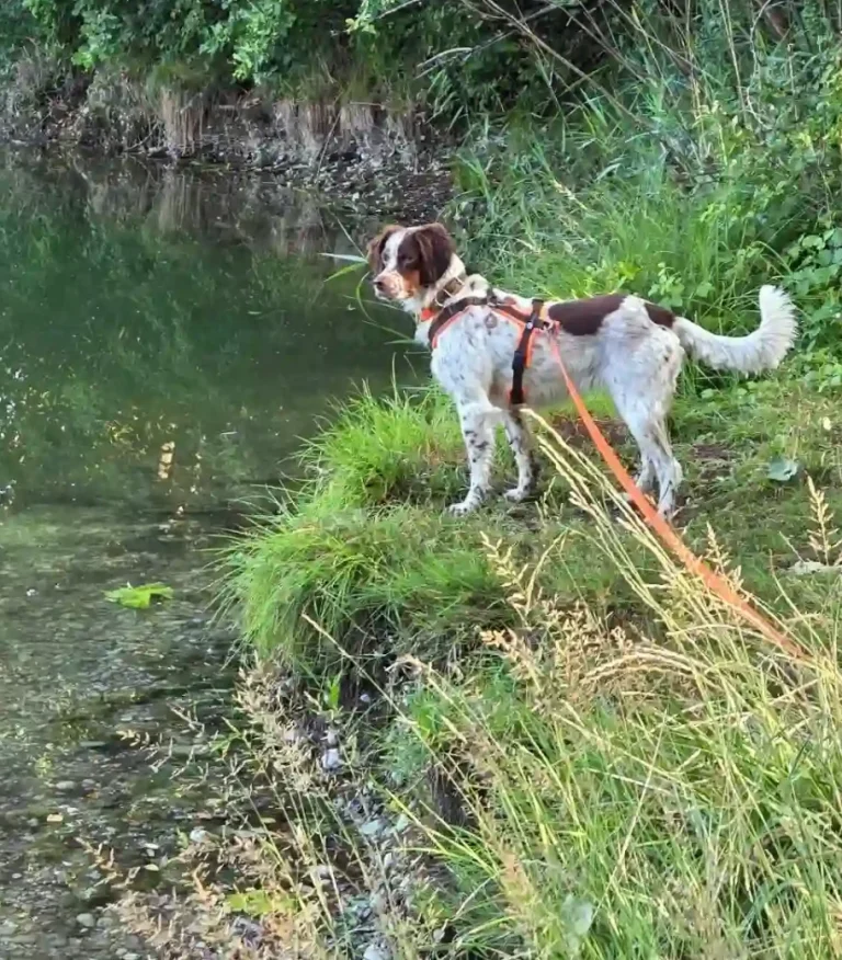 Hund in Freising - Hundetraining DogRounder