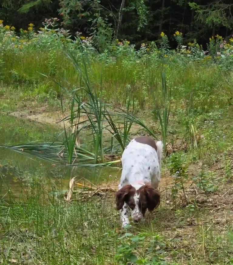 Hund in Freising - Hundetraining DogRounder