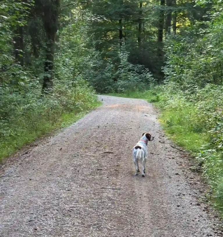 Hund in Freising - Hundetraining DogRounder