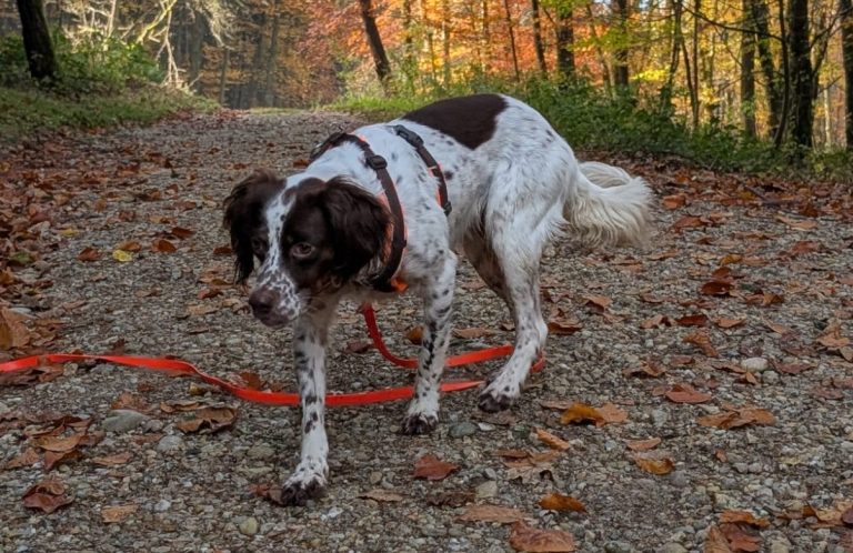 Individuelles Hundetraining in Freising - Ein Hund läuft im Wald