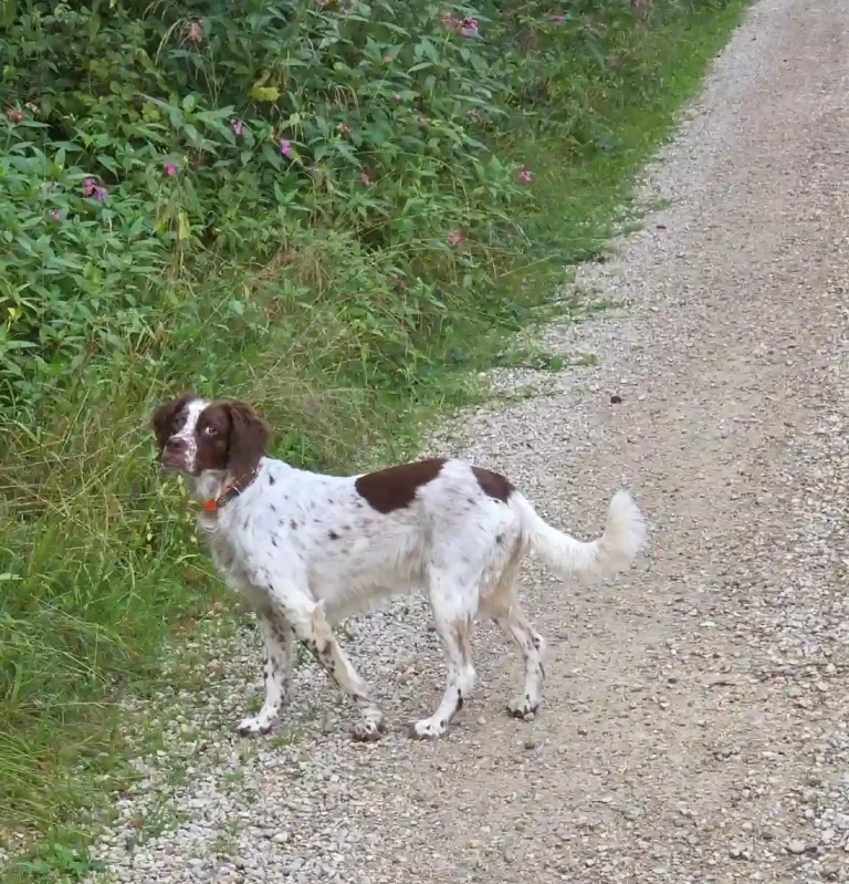 Hund in Freising - Hundetraining DogRounder