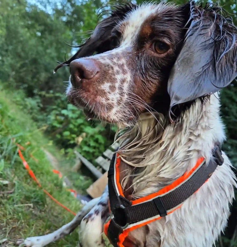 Hund in Freising - Hundetraining DogRounder