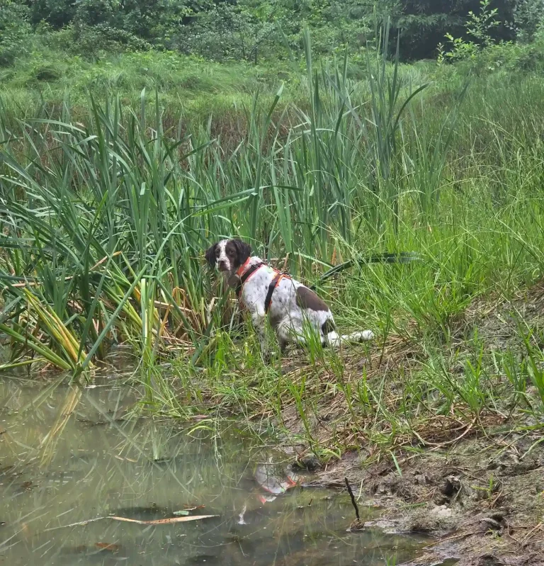 Hund in Freising - Hundetraining DogRounder