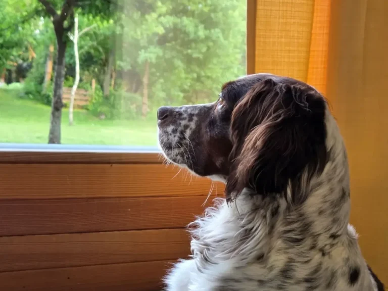 Kontakt zu Hundetrainerin Magdalena in Freising - Zwei Hunde, die mit Ball spielen