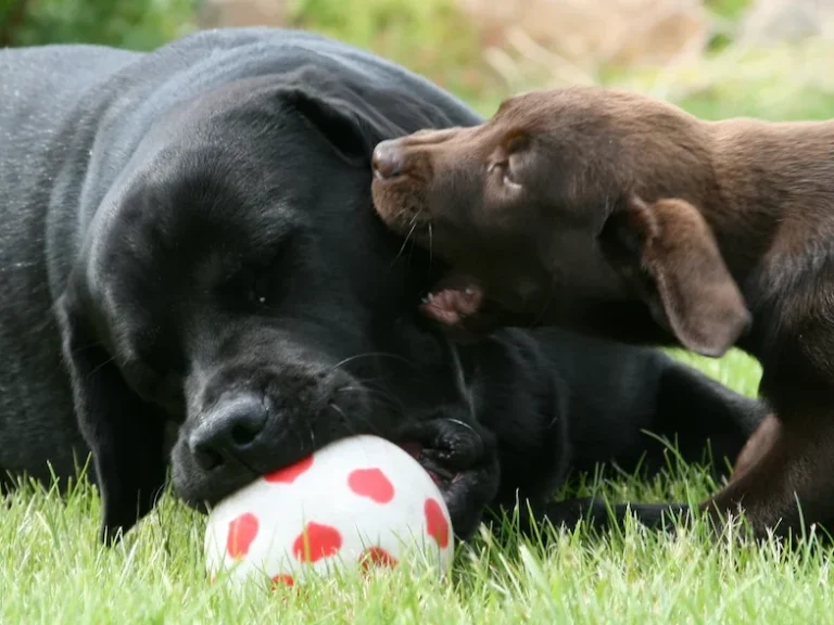 Kontakt zu Hundetrainerin Magdalena in Freising - Zwei Hunde, die mit Ball spielen