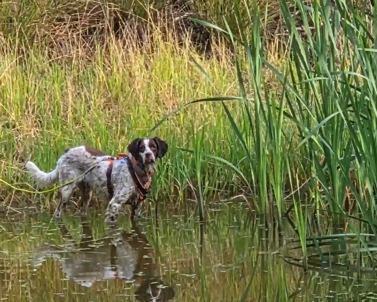 Hundetrainerin Magdalena in Freising mit Hund