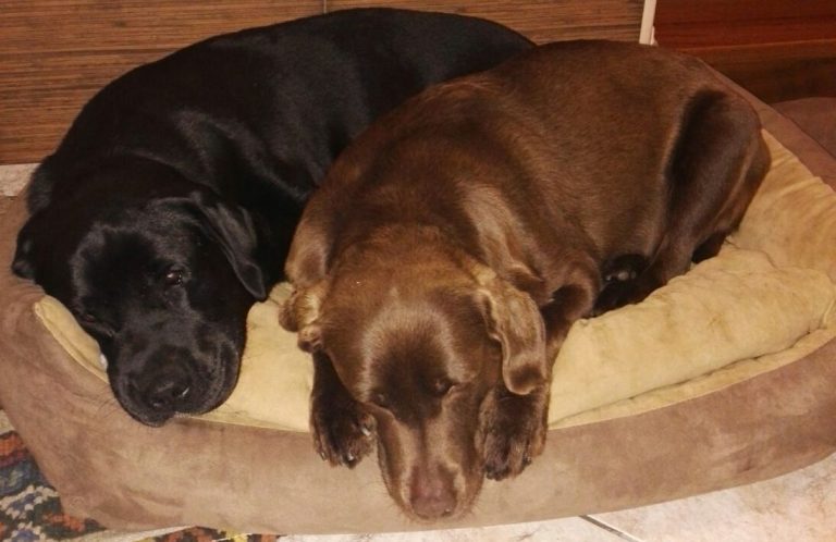 Individuelles Hundetraining Ersteinschätzung in Freising- Zwei Hunde schlafen im Bettchen