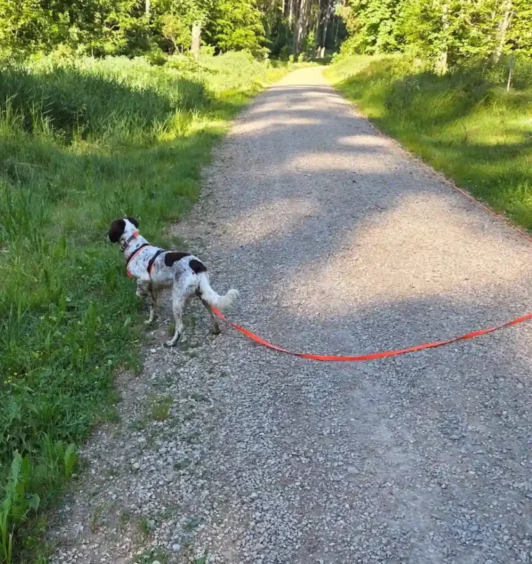 Hund in Freising - Hundetraining DogRounder