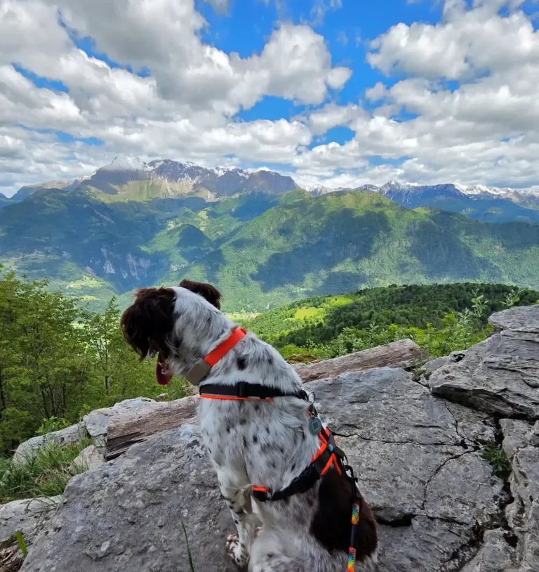 Hund auf einem Berg - Hundetraining DogRounder