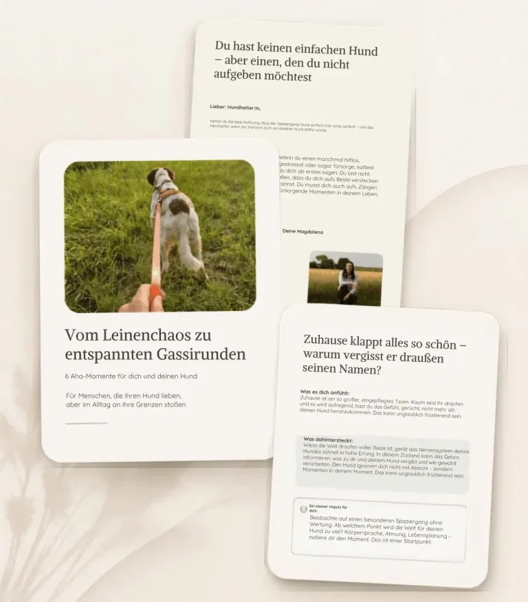 Hund in Freising - Hundetraining DogRounder