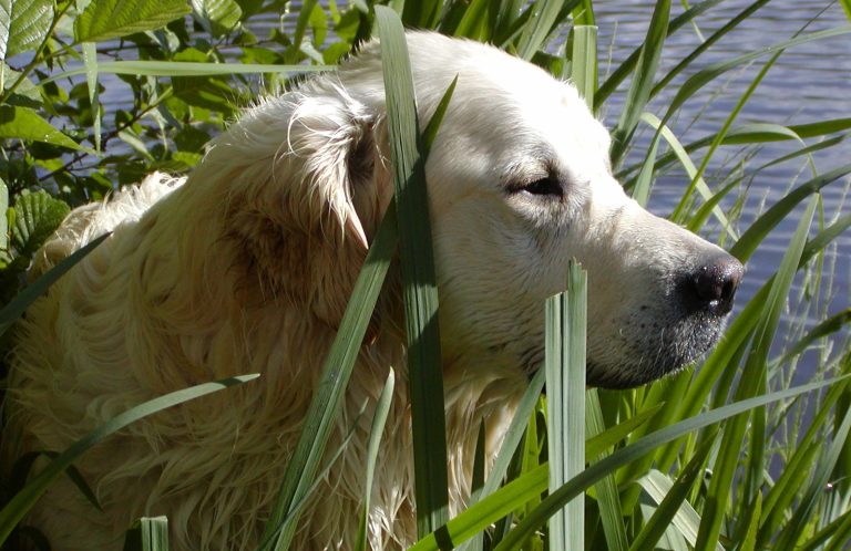 Hundewunsch Beratung in Freising - Ein Hund, der im hohen Gras steht