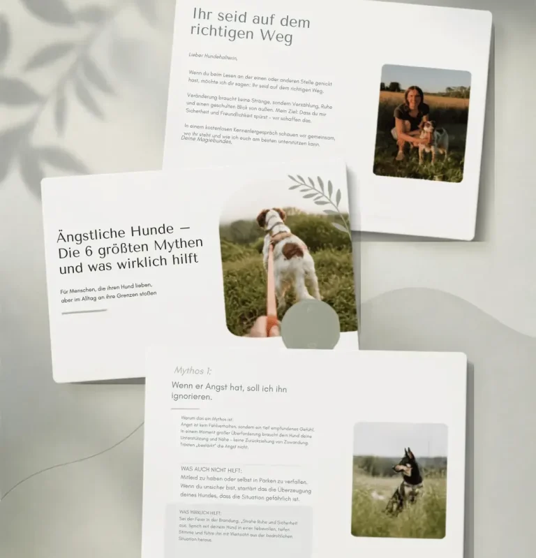 Hund in Freising - Hundetraining DogRounder