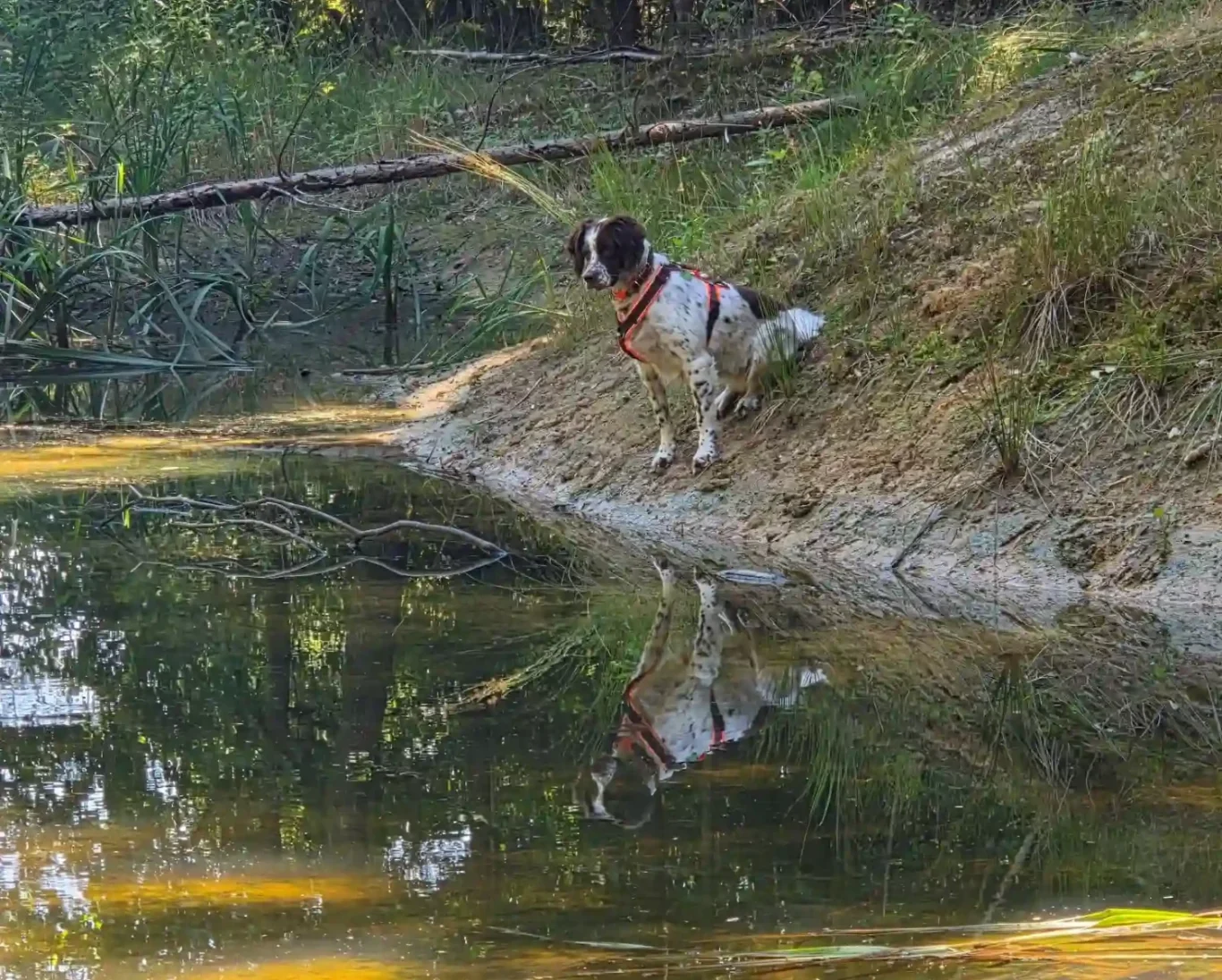 Hund in Freising - DogRounder Hundetraining
